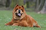 CHOW CHOW 736